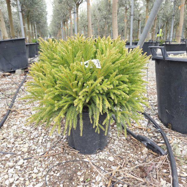 Cryptomeria japonica 'Globosa Nana´ (Kriptomerija)