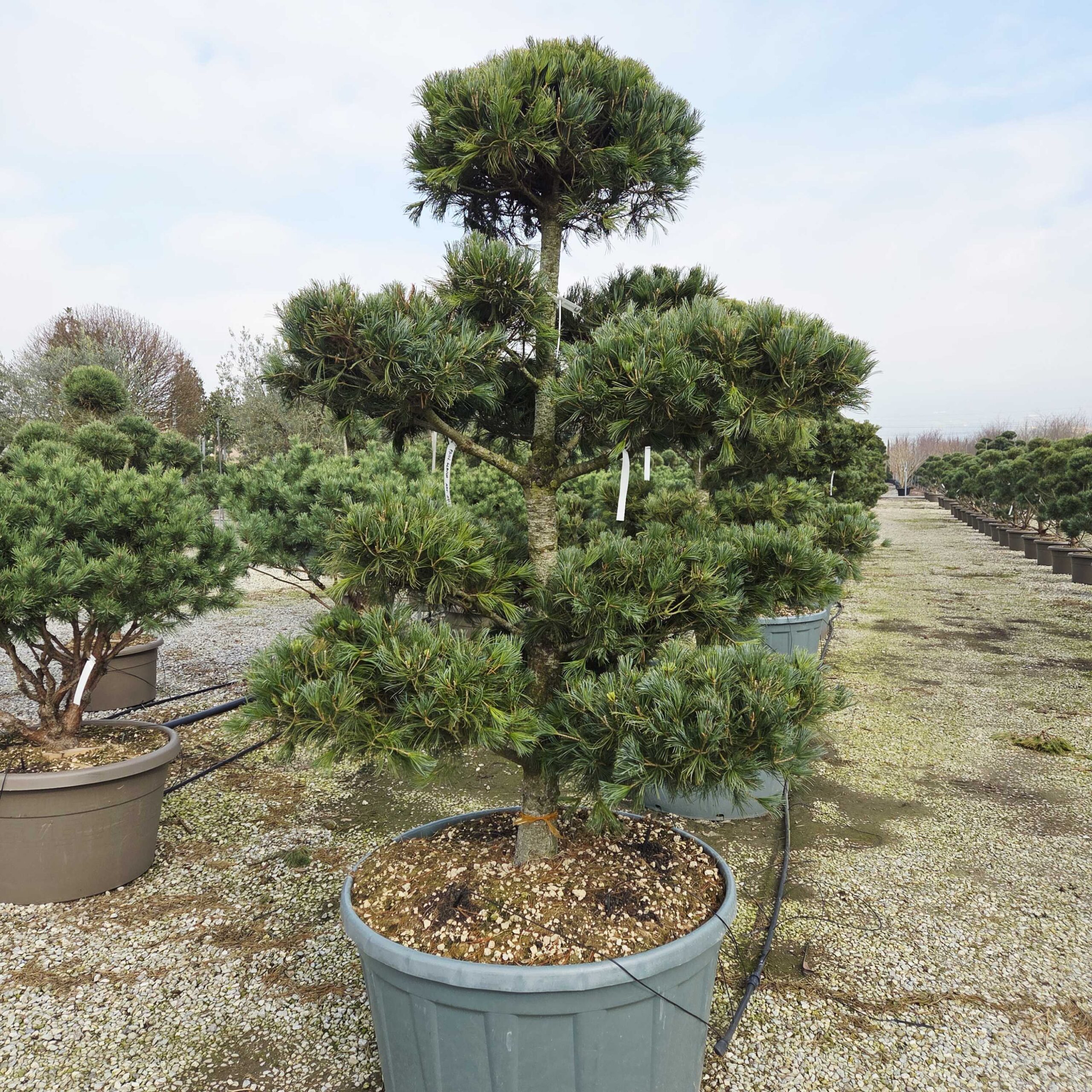 Pinus parviflora 'GLAUCA' Pinus parviflora 'GLAUCA' - slika 1
