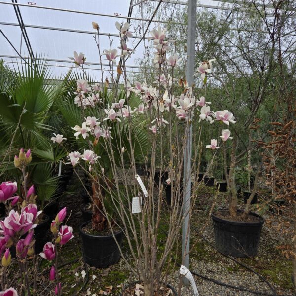 Magnolia x soulangeana 'Alba Superba' (Magnolija)