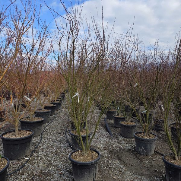 Acer palmatum 'Going Green' (Pahljačasti javor)