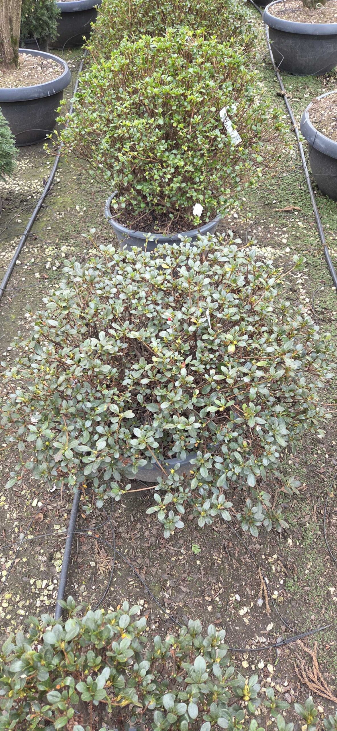 Azalea japonica 'HARU NO SONO' Azalea japonica 'HARU NO SONO' - slika 1