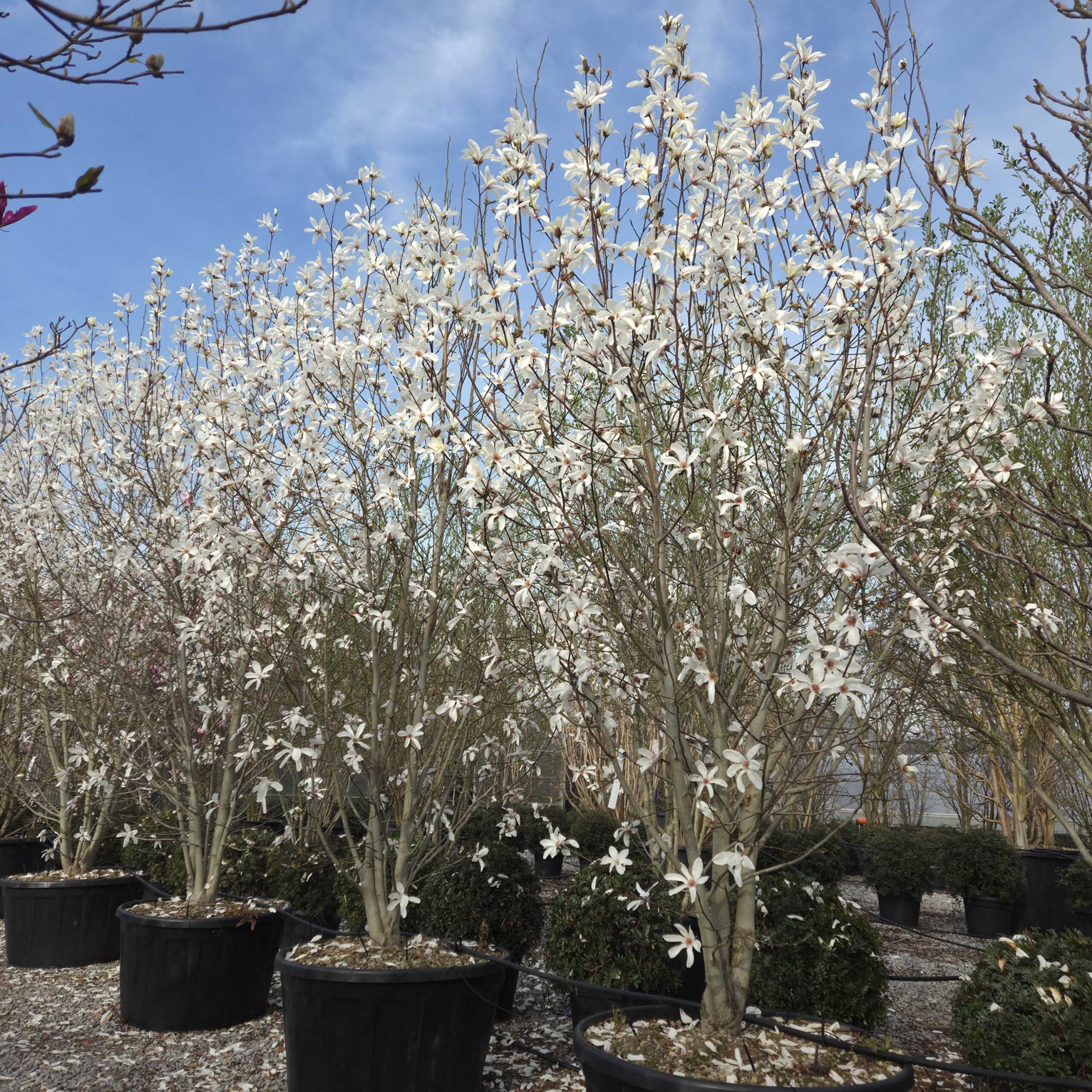 Magnolia salicifolia 'WINDSOR BEAUTY' Magnolia salicifolia 'WINDSOR BEAUTY' - slika 1