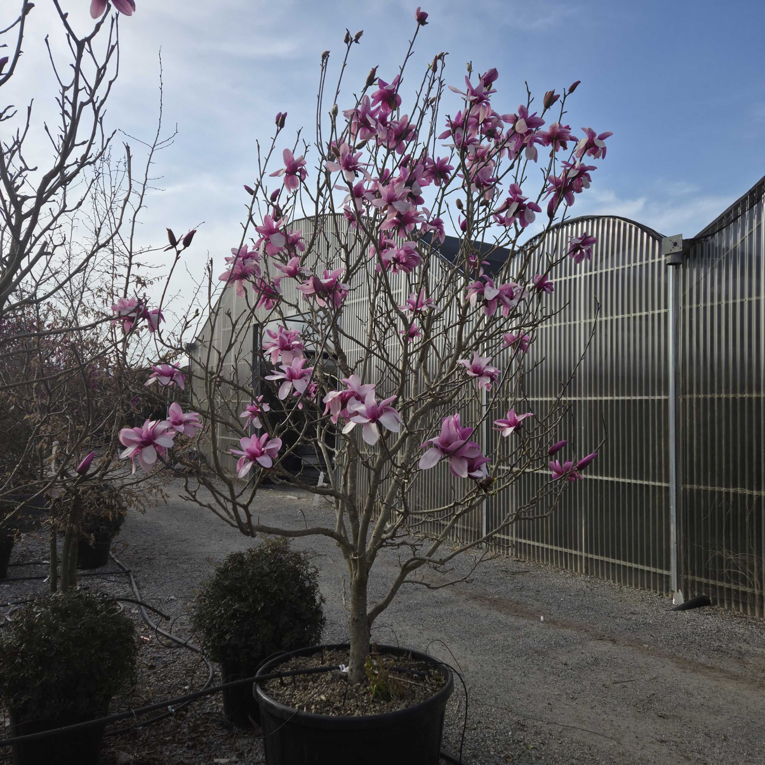 Magnolia × APOLLO Magnolia × APOLLO - slika 1