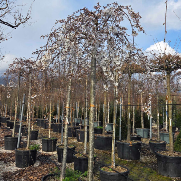 Prunus subhirtella 'SNOW FOUNTAIN'