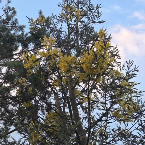 Acacia dealbata 'DI SEME'