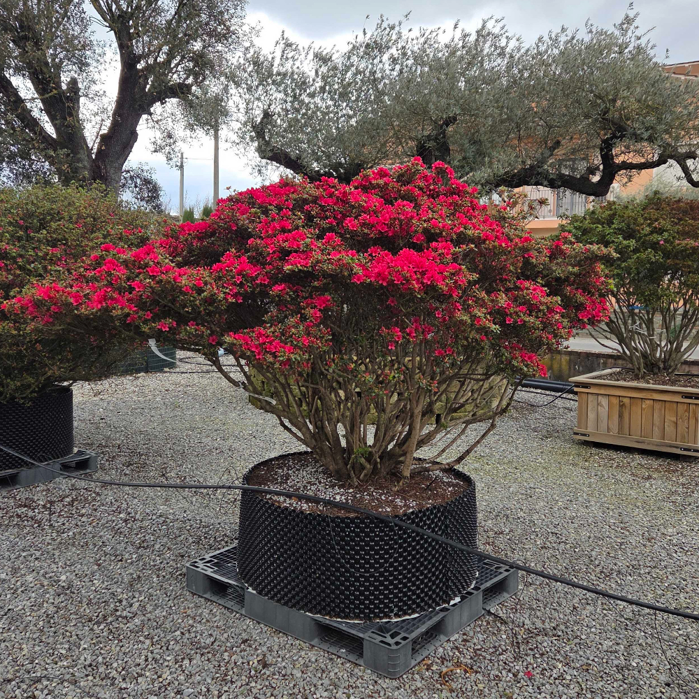 Azalea japonica 'HINO-CRIMSON' Azalea japonica 'HINO-CRIMSON' - slika 1