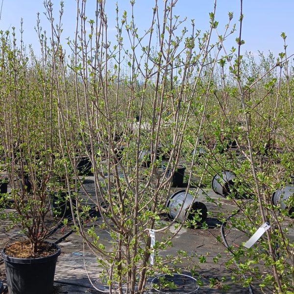 Cornus mas (Rumeni dren)
