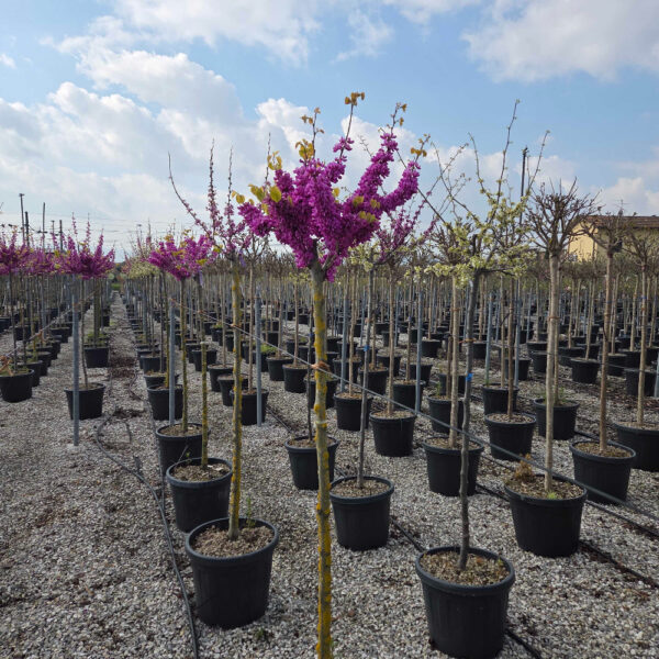 Cercis chinensis 'AVONDALE'