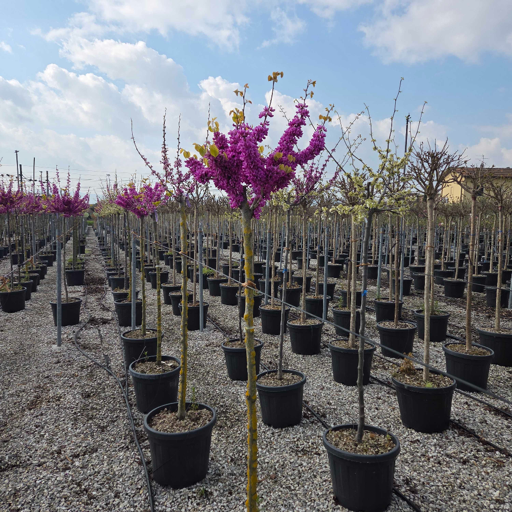 Cercis chinensis 'AVONDALE' Cercis chinensis 'AVONDALE' - slika 1