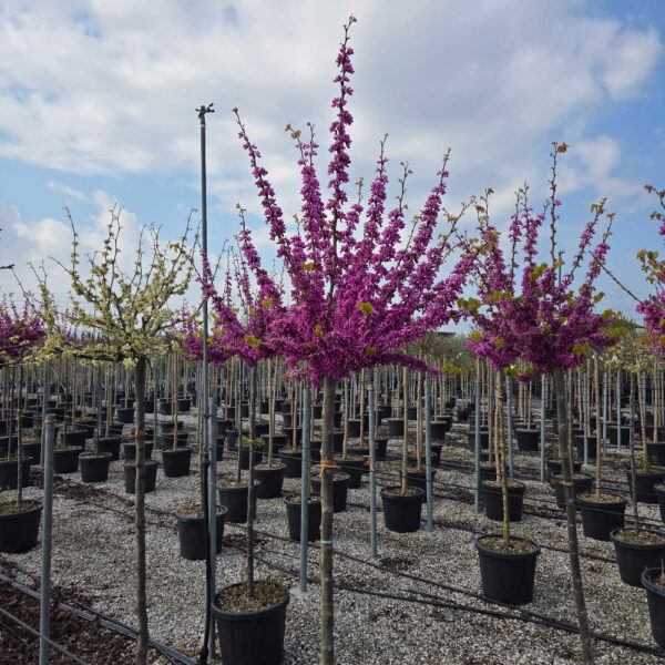 Cercis chinensis 'AVONDALE'