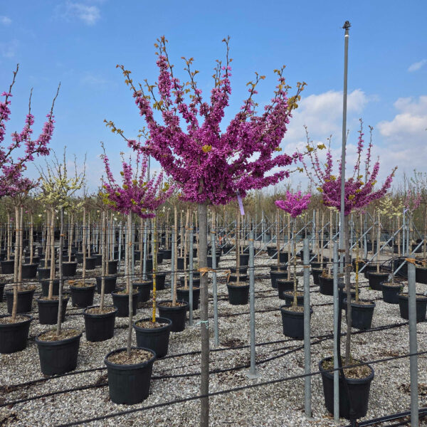 Cercis chinensis 'AVONDALE'