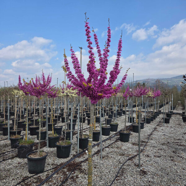Cercis chinensis 'AVONDALE'
