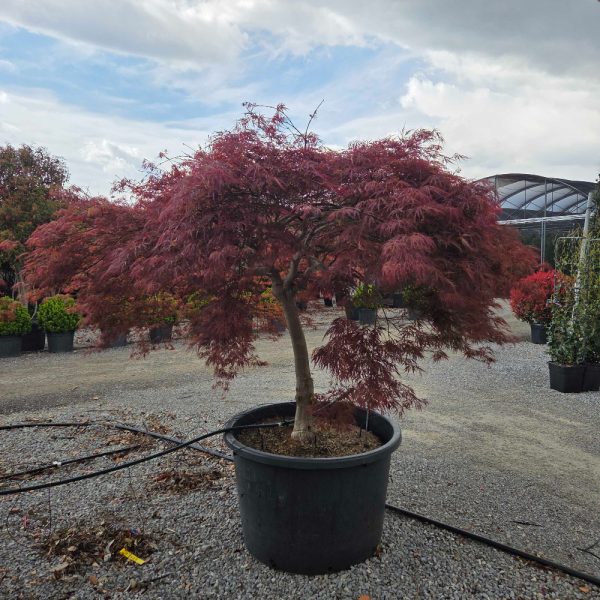 Acer palmatum 'Dissectum Atropurpureum' (Rdečelistni pahljačasti javor)