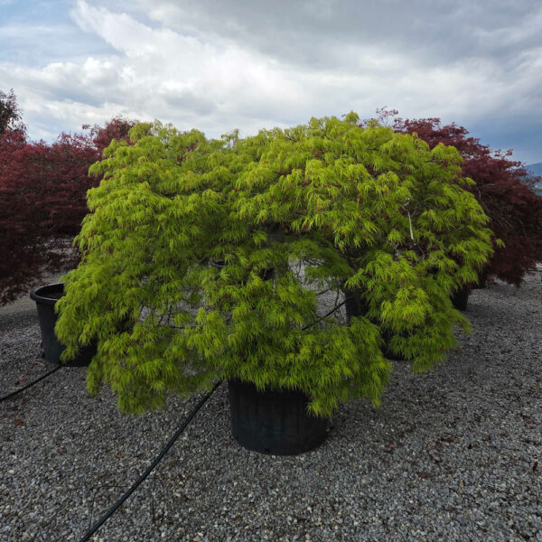 Acer palmatum 'DISSECTUM VIRIDIS'