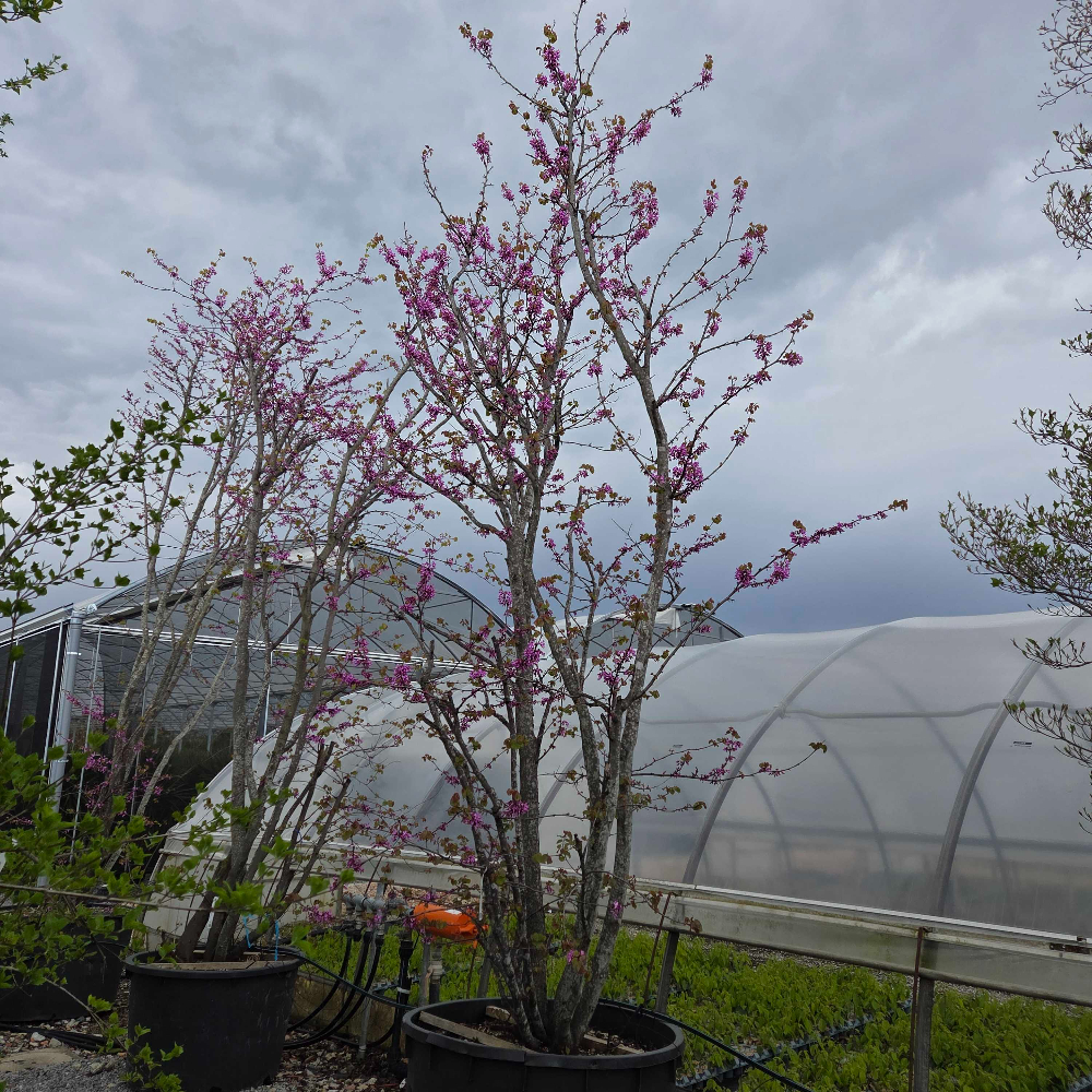 Cercis siliquastrum Cercis siliquastrum - slika 1