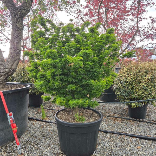 Acer palmatum 'Shaina' (Japonski rdečelistni javor)