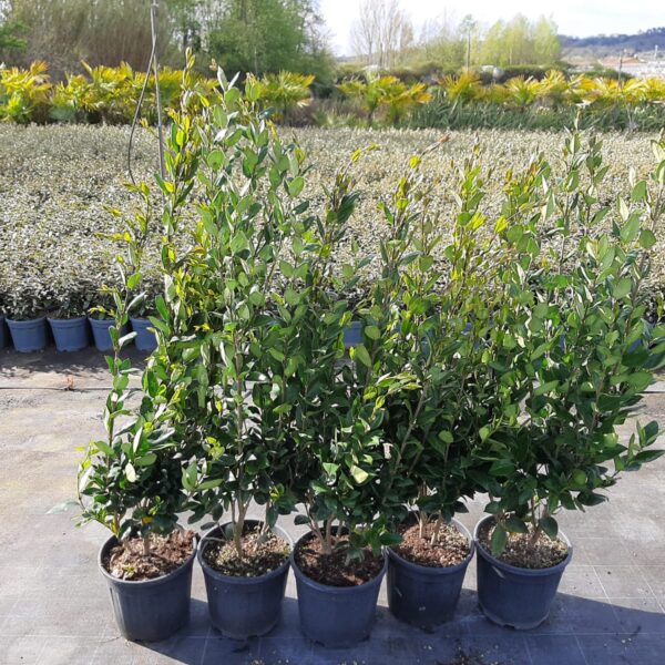 Ligustrum texanum 'FASTIGIATA'
