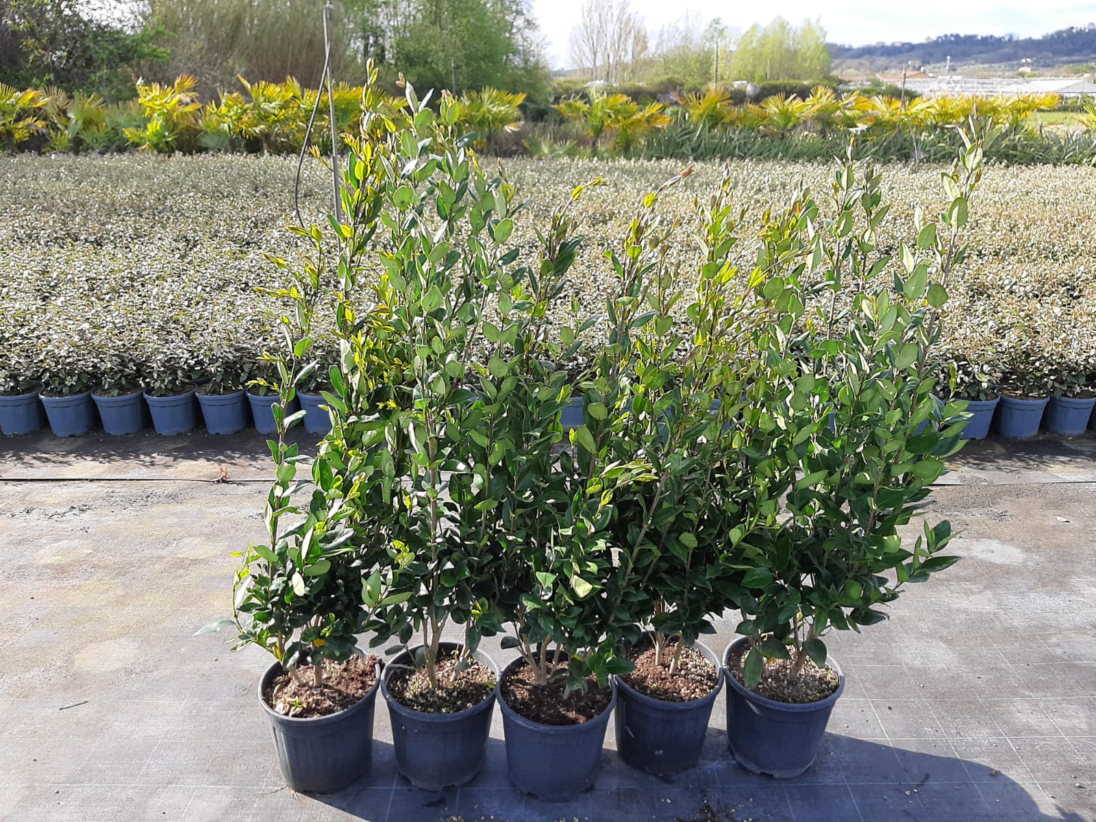 Ligustrum texanum 'FASTIGIATA' Ligustrum texanum 'FASTIGIATA' - slika 1