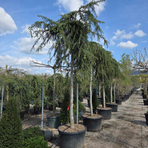 Cedrus deo. 'Pendula' Poveš.atl. cedra