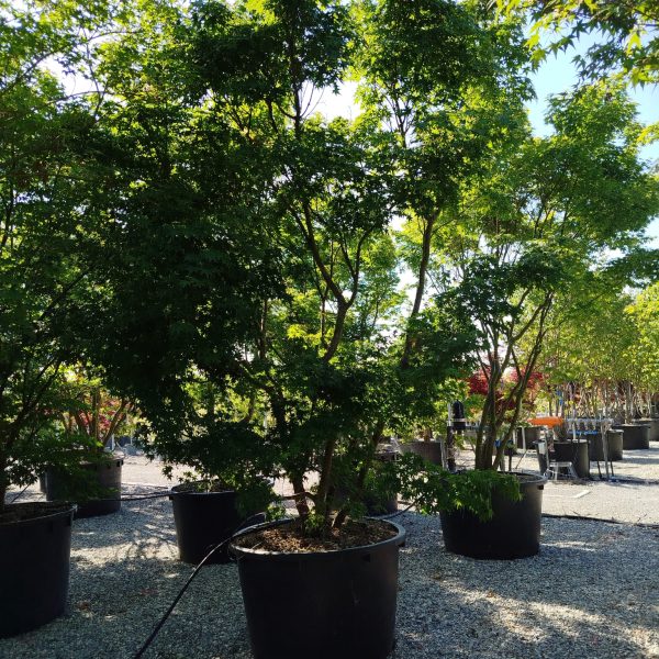 Acer palmatum (Pahljačasti javor)
