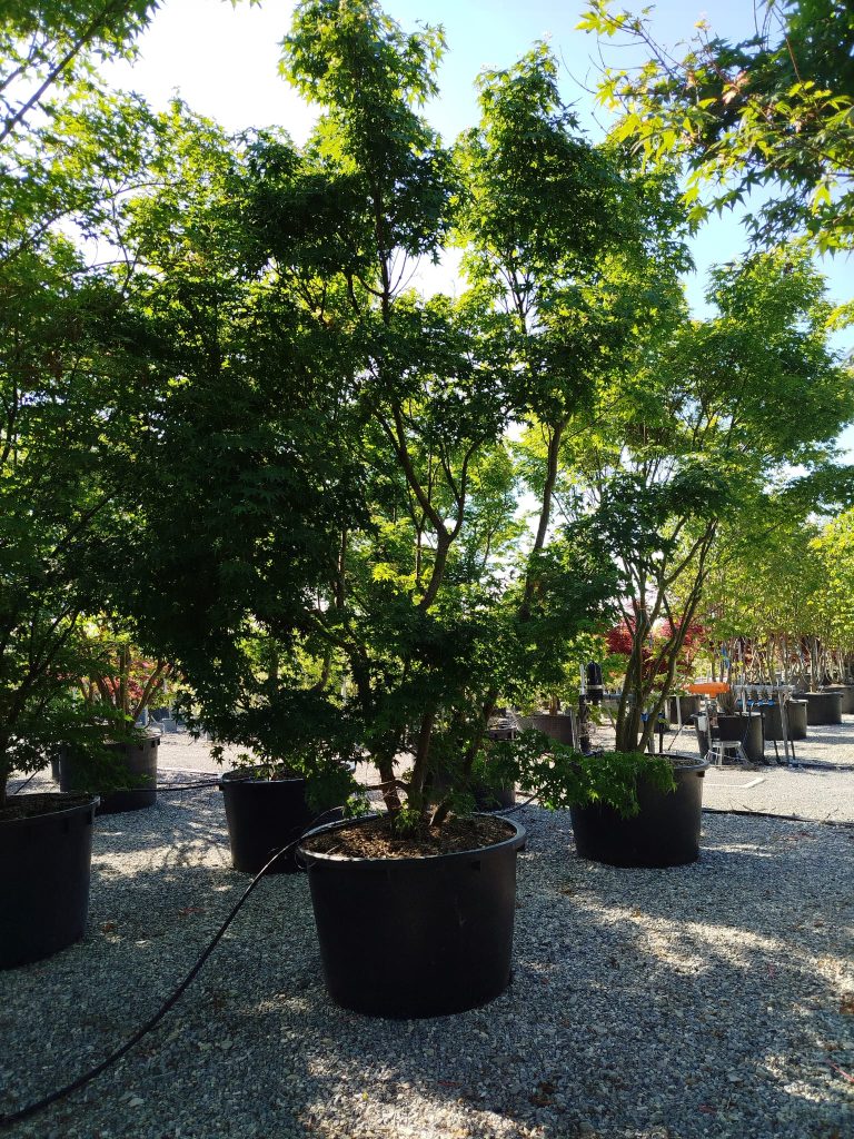 Acer palmatum (Pahljačasti javor)