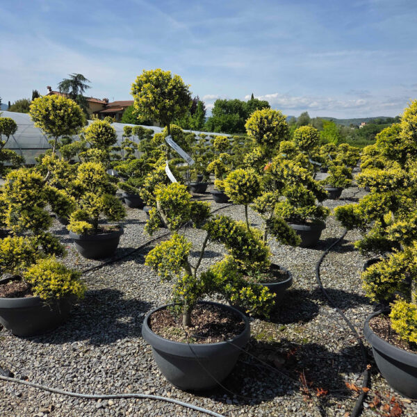 Ilex crenata 'KINME'