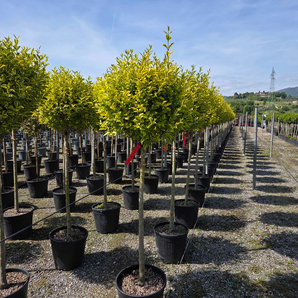 Ligustrum ovalifolium 'AUREUM' Ligustrum ovalifolium 'AUREUM' - slika 1