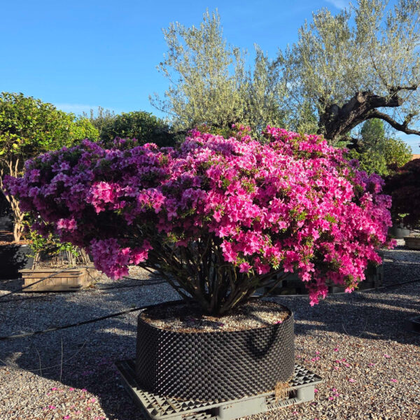 Azalea japonica 'PURPLE SPLENDOUR'