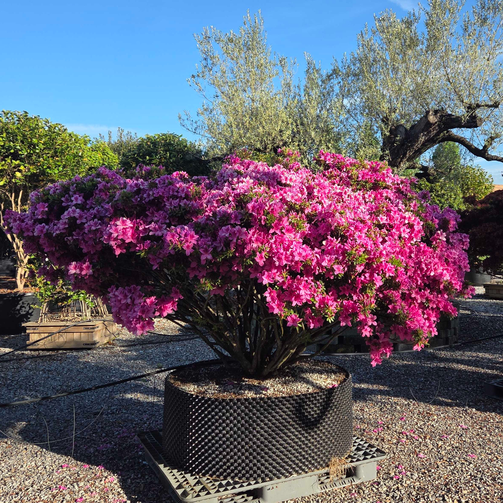 Azalea japonica 'PURPLE SPLENDOUR' Azalea japonica 'PURPLE SPLENDOUR' - slika 1