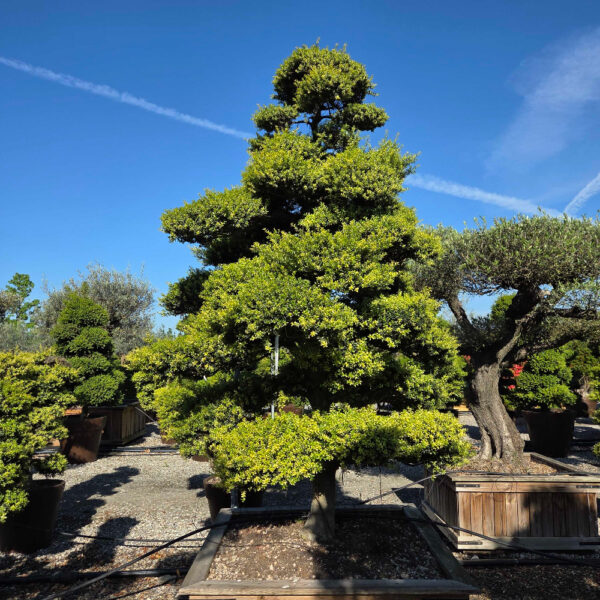 Ilex crenata 'KINME'