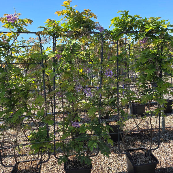Wisteria brachybotrys 'YOKOHAMA FUJI'