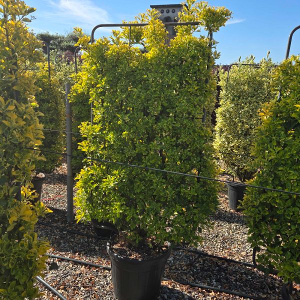 Euonymus japonicus 'Elegantissimus aureus'  (Japonska trdoleska BARIERA)
