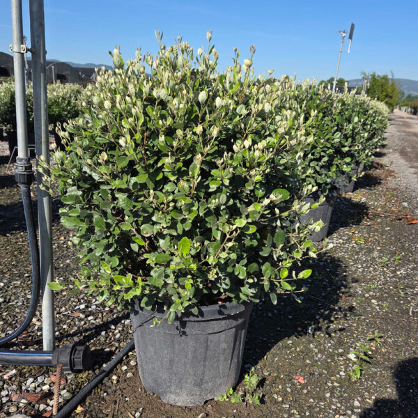 Feijoa sellowiana