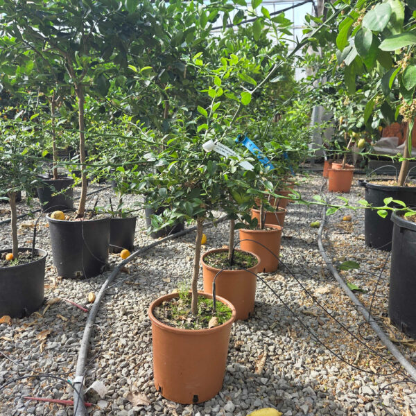Citrus australasica