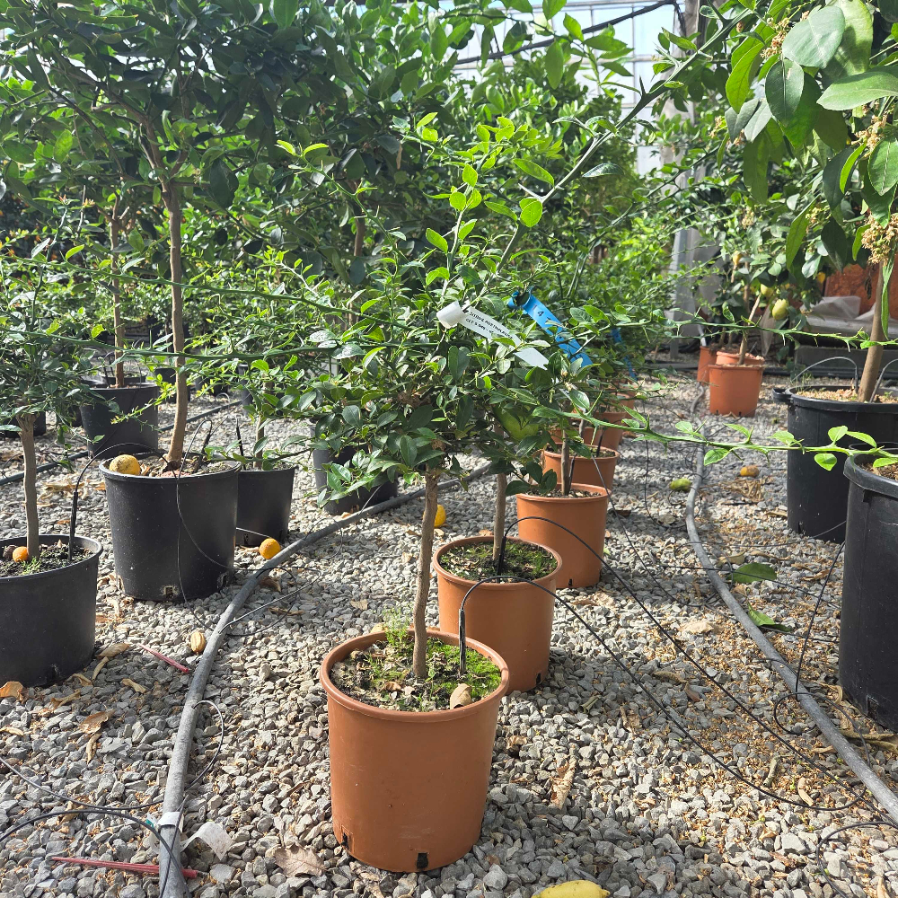 Citrus australasica Citrus australasica - slika 1