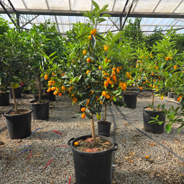 Citrus kumquat 'NAGAMI'