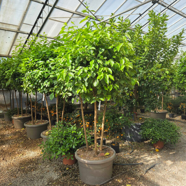 Citrus aurantifolia (Lime)