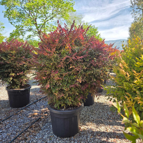 Nandina domestica ‘Obsessed’ (Nandina/Nebeški bambus)