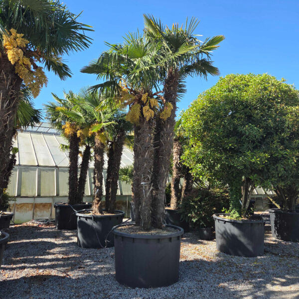 Trachycarpus fortunei