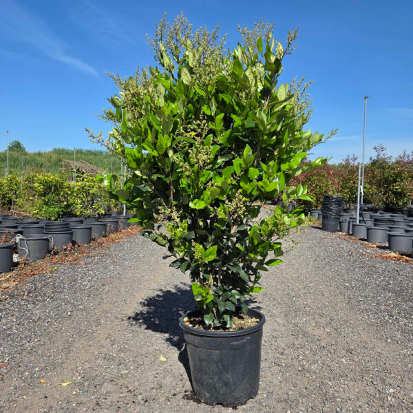 Ligustrum texanum 'FASTIGIATA'