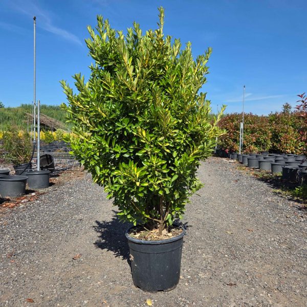 Euonymus japonicus 'Aurea' (Japonska trdoleska)