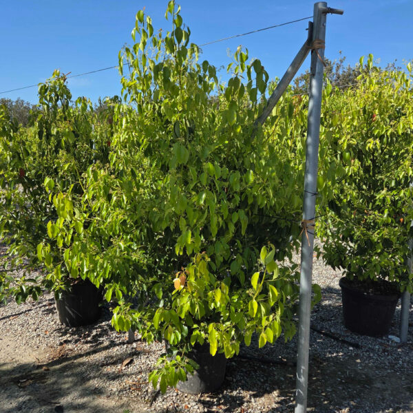 Cinnamomum camphora (Kamforovec)