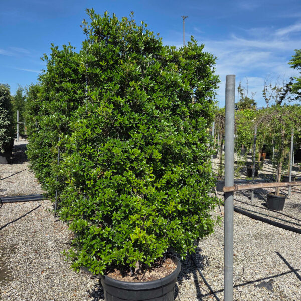 Osmanthus heterophyllus