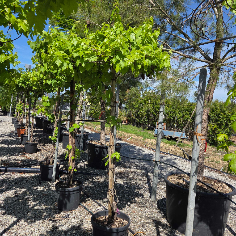 Vitis vinifera 'FRAGOLA BIANCA' Vitis vinifera 'FRAGOLA BIANCA' - slika 1