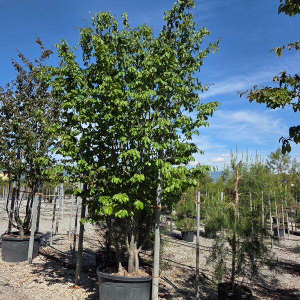 Parrotia persica 'VANESSA'