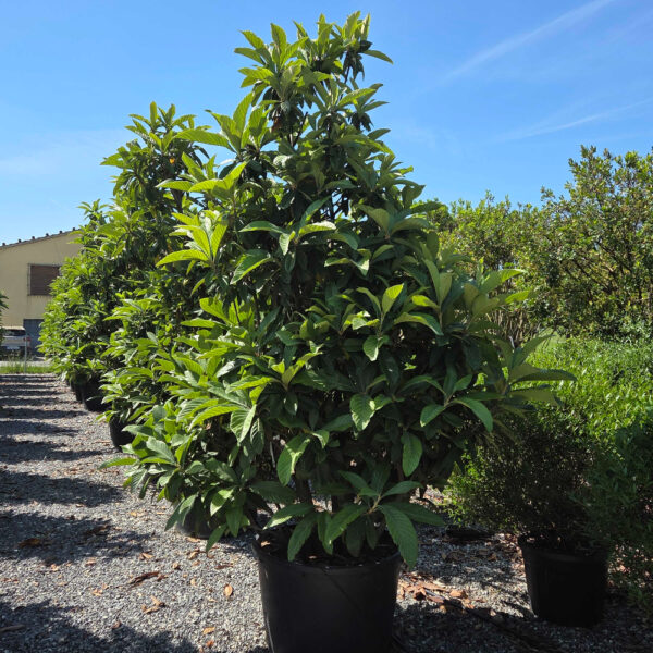 Eriobotrya japonica (Japonska nešplja)