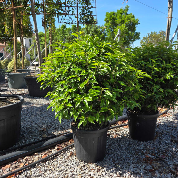 Prunus lusitanica 'ANGUSTIFOLIA'