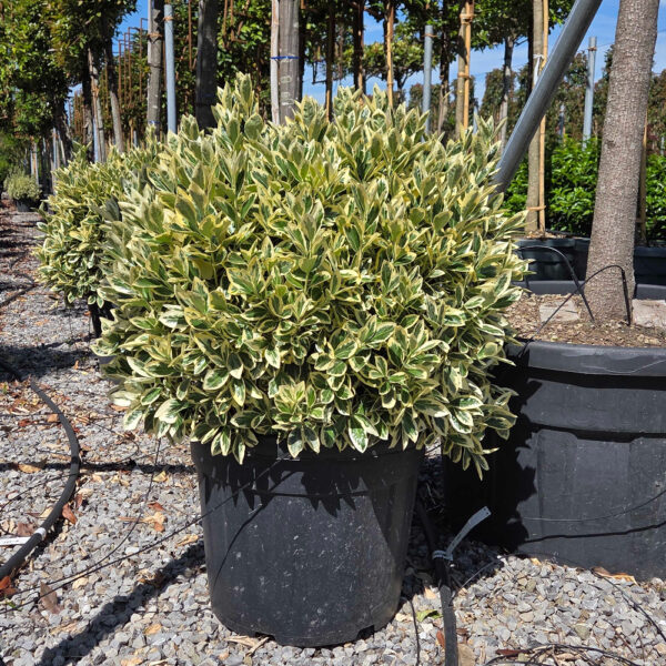 Euonymus japonicus 'BRAVO'