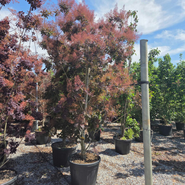 Cotinus coggygria 'Royal Purple' (Rdečelistni ruj)