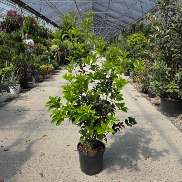 Osmanthus × FORTUNEI